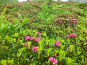 81 estese fioriture di rododendri...